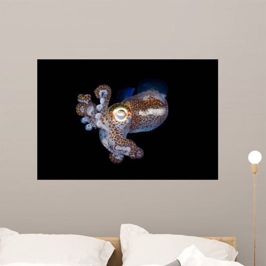 Bobtail Squid Komodo Indonesia Wall Decal Design 2