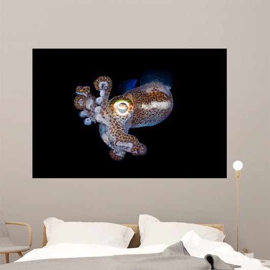 Bobtail Squid Komodo Indonesia Wall Decal Design 2