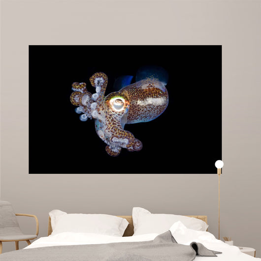 Bobtail Squid Komodo Indonesia Wall Decal Design 2