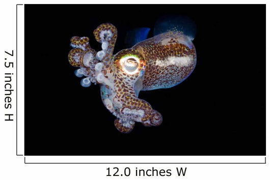 Bobtail Squid Komodo Indonesia Wall Decal Design 2