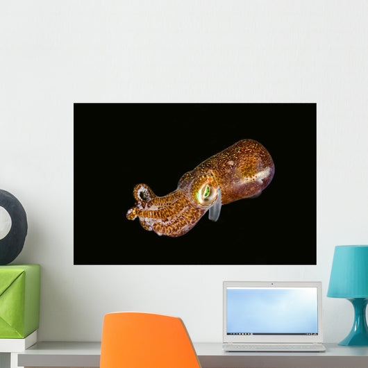Bobtail Squid Komodo Indonesia Wall Decal Design 1