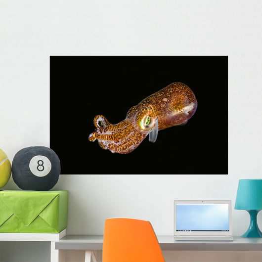 Bobtail Squid Komodo Indonesia Wall Decal Design 1