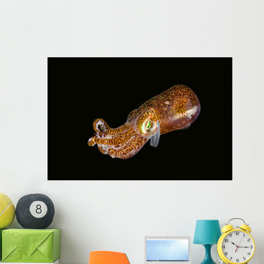 Bobtail Squid Komodo Indonesia Wall Decal Design 1