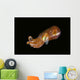 Bobtail Squid Komodo Indonesia Wall Decal Design 1