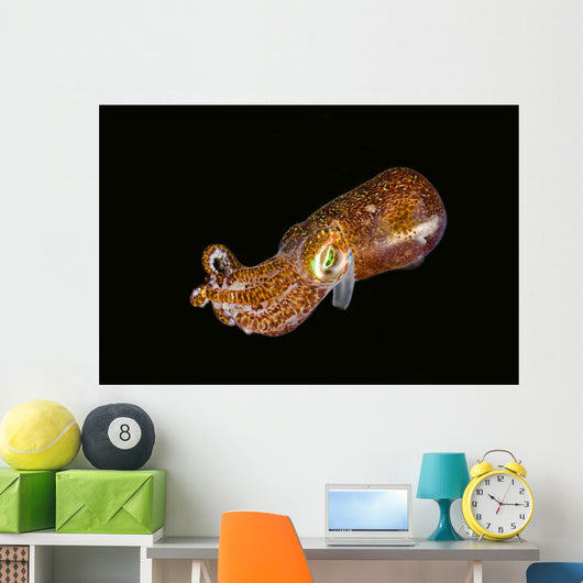 Bobtail Squid Komodo Indonesia Wall Decal Design 1