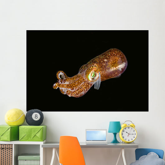 Bobtail Squid Komodo Indonesia Wall Decal Design 1
