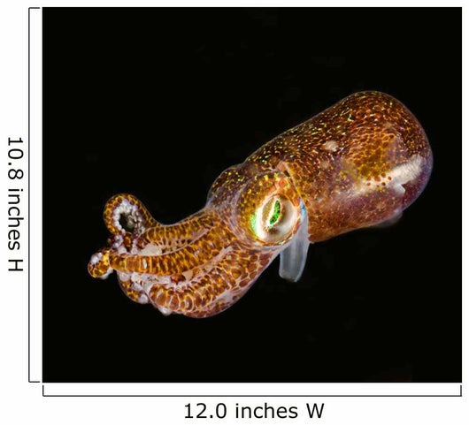 Bobtail Squid Komodo Indonesia Wall Decal Design 1