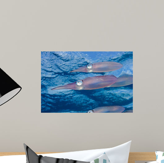 Caribbean Reef Squid Shallow Wall Decal Design 3