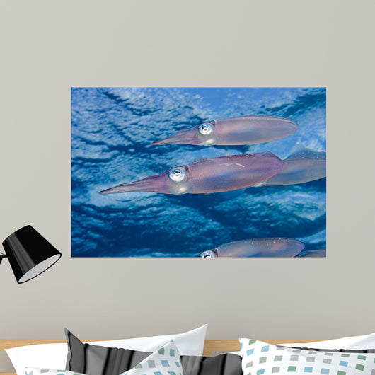 Caribbean Reef Squid Shallow Wall Decal Design 3