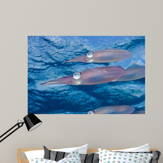 Caribbean Reef Squid Shallow Wall Decal Design 3