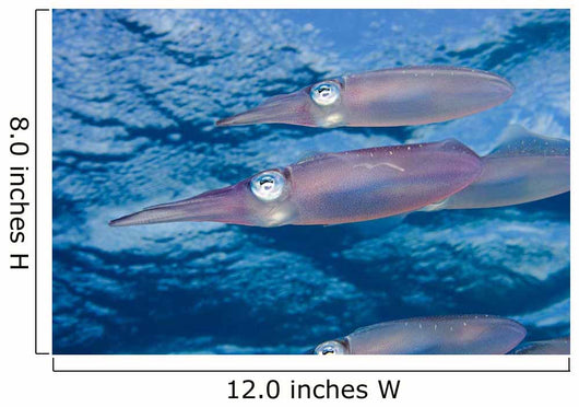 Caribbean Reef Squid Shallow Wall Decal Design 3