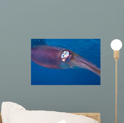 Caribbean Reef Squid Shallow Wall Decal Design 2