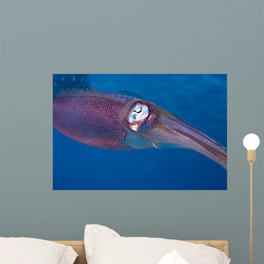 Caribbean Reef Squid Shallow Wall Decal Design 2