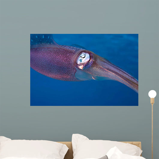 Caribbean Reef Squid Shallow Wall Decal Design 2