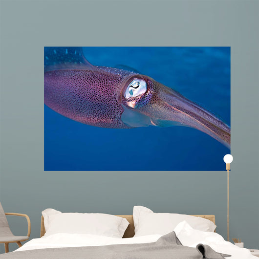 Caribbean Reef Squid Shallow Wall Decal Design 2