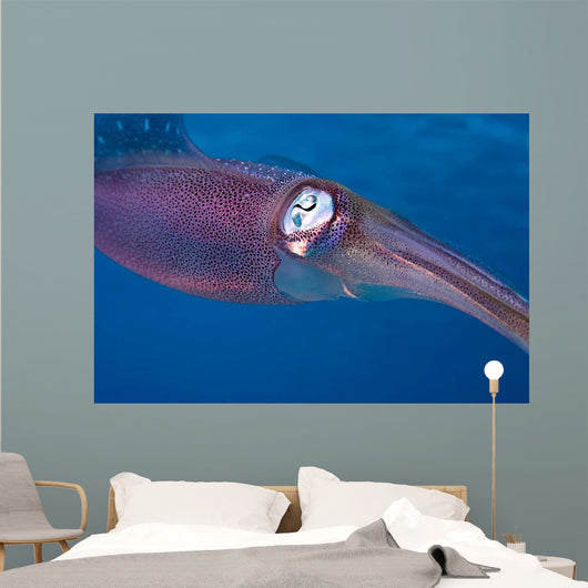 Caribbean Reef Squid Shallow Wall Decal Design 2