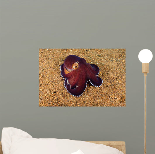 Veined Octopus Octopus Marginatus Wall Decal