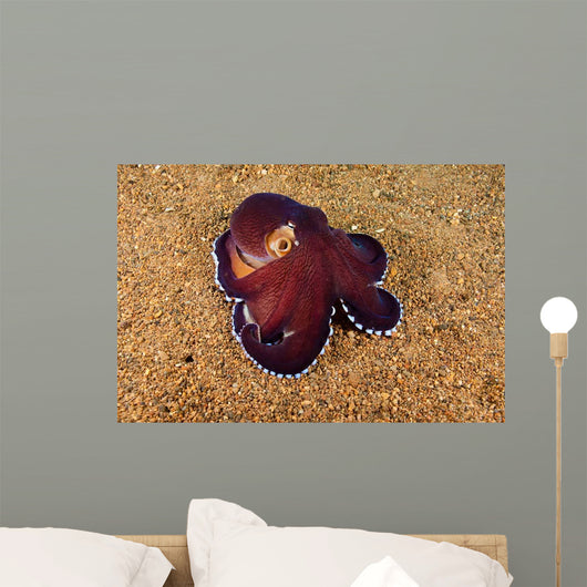 Veined Octopus Octopus Marginatus Wall Decal