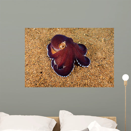 Veined Octopus Octopus Marginatus Wall Decal