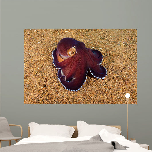 Veined Octopus Octopus Marginatus Wall Decal