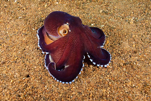 Veined Octopus Octopus Marginatus Wall Decal
