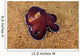 Veined Octopus Octopus Marginatus Wall Decal