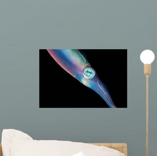 Caribbean Reef Squid Shallow Wall Decal Design 1