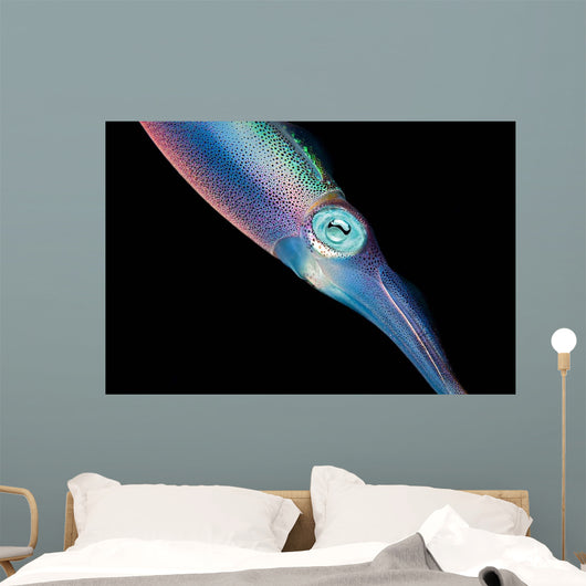 Caribbean Reef Squid Shallow Wall Decal Design 1