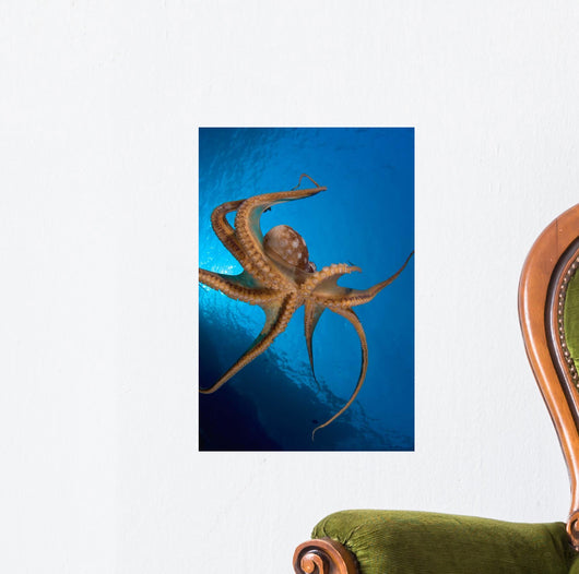Tentacle Suckers Day Octopus Wall Decal Design 2