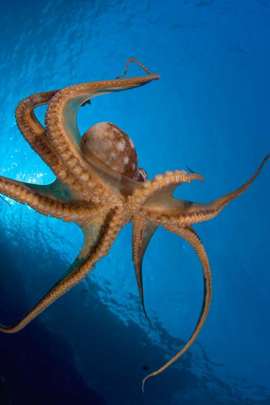 Tentacle Suckers Day Octopus Wall Decal Design 2