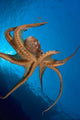 Tentacle Suckers Day Octopus Wall Decal Design 2