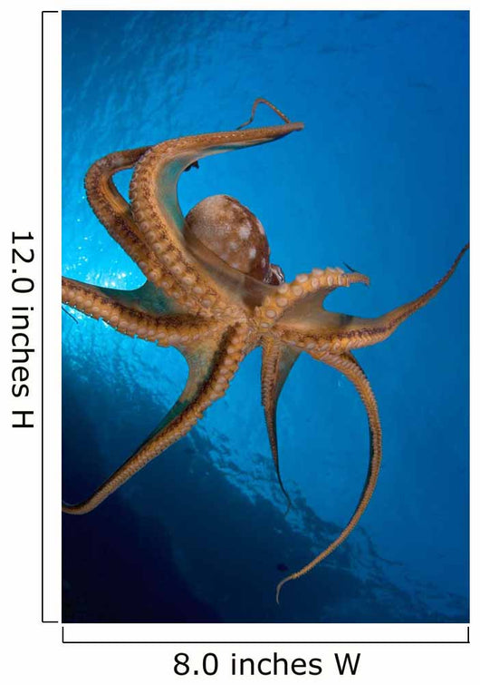 Tentacle Suckers Day Octopus Wall Decal Design 2