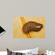 Hawaiian Spotted Flatworm Cushion Wall Decal