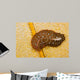 Hawaiian Spotted Flatworm Cushion Wall Decal