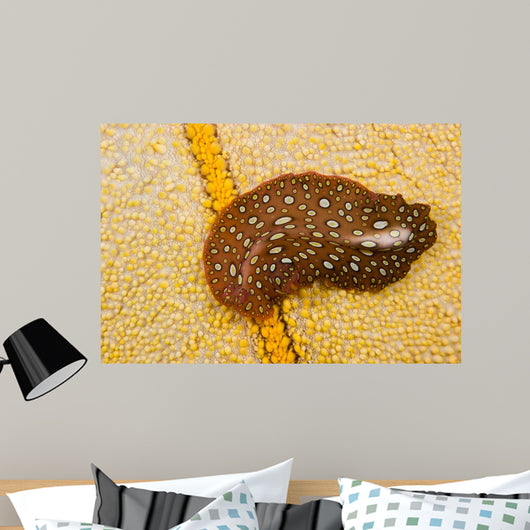 Hawaiian Spotted Flatworm Cushion Wall Decal