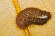 Hawaiian Spotted Flatworm Cushion Wall Decal