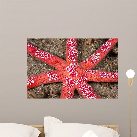 Six-arm Sea Star Echinaster Wall Decal