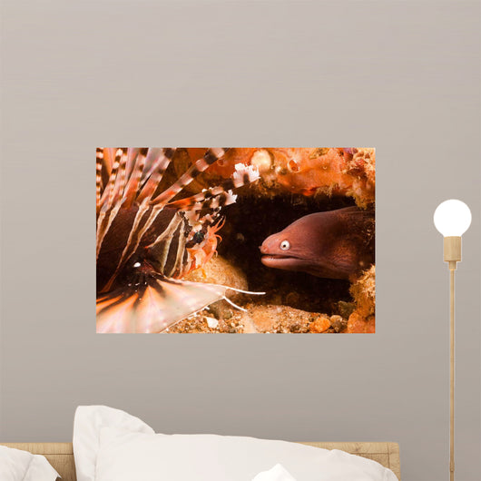 White-eyed Moray Eel Gets Wall Decal