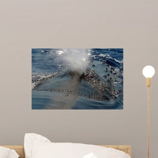 Close-up Blowhole Humpback Whale Wall Decal