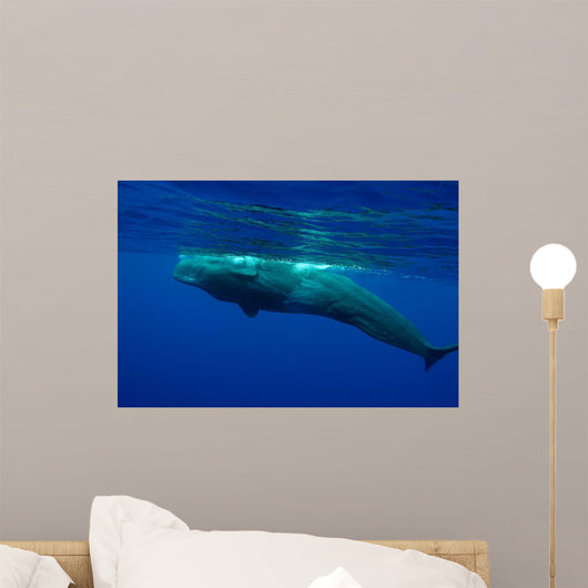 Large Sperm Whale Swimming Wall Decal