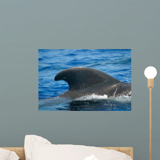 Look Dorsal Fin Adult Wall Decal