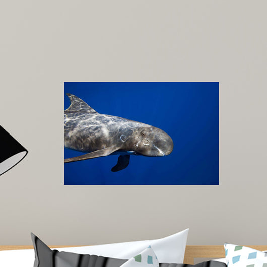 Pygmy Killer Whale Hawaii Wall Decal