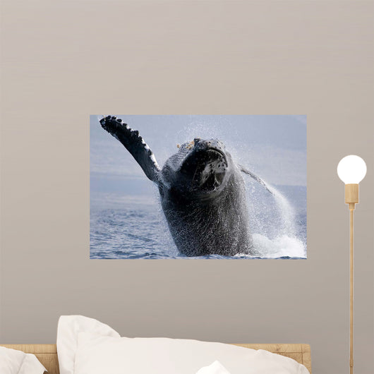 Breaching Humpback Whale Megaptera Wall Decal Design 3