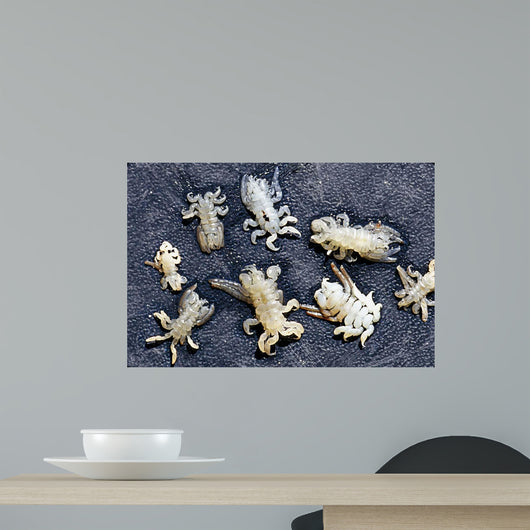 Whale Lice Found Gray Wall Decal