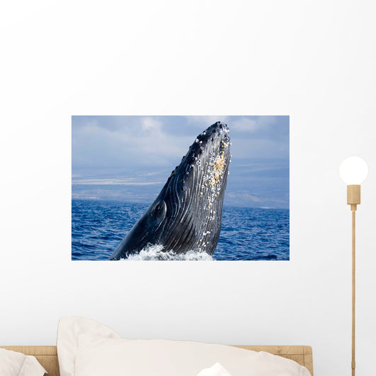 Breaching Humpback Whale Megaptera Wall Decal Design 2