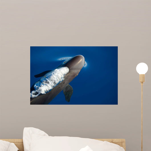 False Killer Whale Exhales Wall Decal