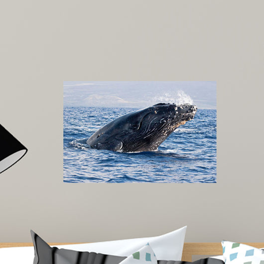 Breaching Humpback Whale Megaptera Wall Decal Design 1