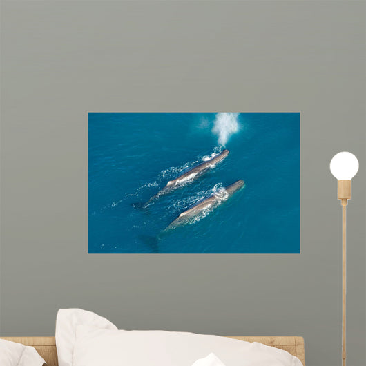 Aerial Two Adult Sperm Wall Decal