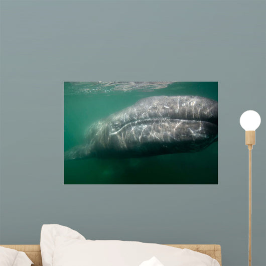 Underwater Photo Calif Gray Wall Decal Design 2