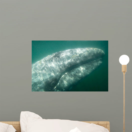 Headshot Adult Gray Whale Wall Decal